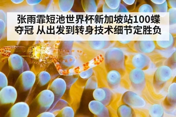 张雨霏短池世界杯新加坡站100蝶夺冠 从出发到转身技术细节定胜负